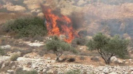 مستوطنون يحرقون محاصيل زراعية وكهفا في مسافر يطا جنوب الخليل