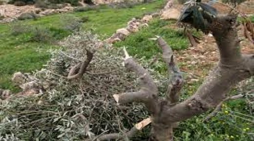 مستوطنون يقطعون أشجارا مثمرة ويسرقون أسلاك كهرباء جنوب نابلس
