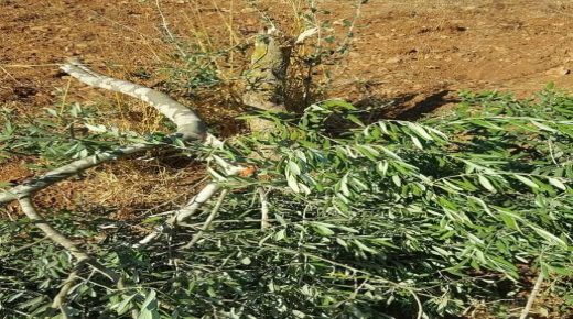 مستوطنون يحطمون أكثر من 30 شجرة زيتون في جالود