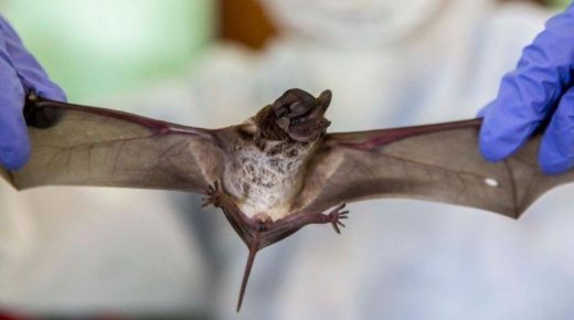 كورونا جديدة بالخفافيش قد تصيب البشر