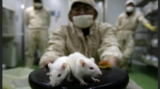 في تجربة وصفت بـ”الحقيرة”.. علماء صينيون يجبرون الفئران الذكور على الإنجاب
