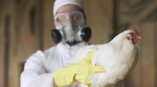 الصين تسجل أول إصابة بشرية بسلالةٍ جديدة لإنفلونزا الطيور