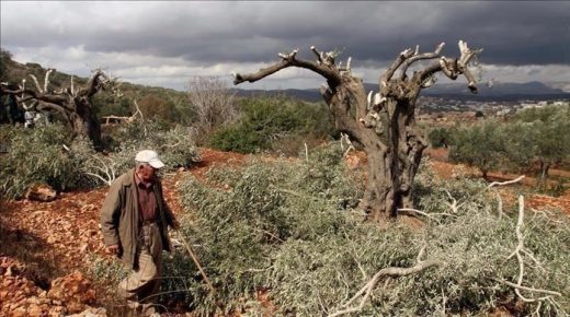 مستوطنون يقطعون عشرات أشجار الزيتون المعمرة في قرية الجبعة جنوب غرب بيت لحم