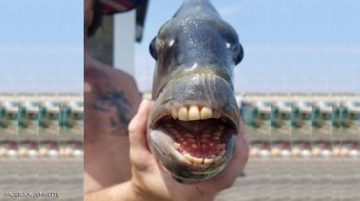 اصطياد سمكة مخيفة ذات “أسنان بشرية”