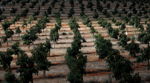 إسرائيل تستثمر في مشروع زراعي ضخم بالمغرب