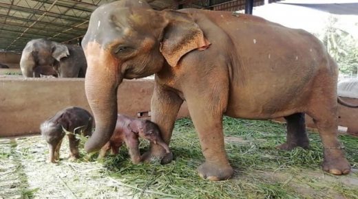 في حدث لم يتكرر منذ 80 عاماً.. فيلة تضع توأما في سريلانكا