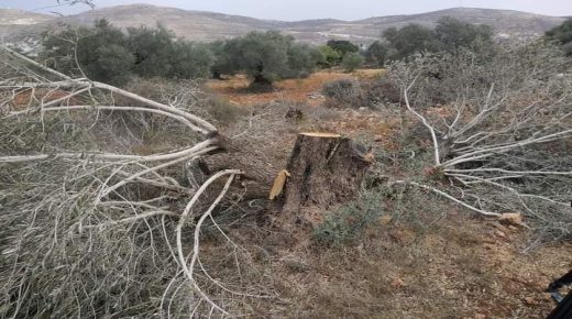مستوطنون يقتلعون نحو 900 شتلة ويسرقون ثمار الزيتون من أراضي سبسطية