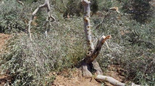 مستوطنون يقطعون عشرات أشجار الزيتون في عورتا شرق نابلس
