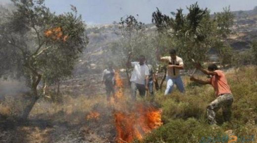 مستوطنون يضرمون النار بأشجار زيتون جنوب نابلس