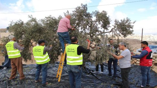 محافظة القدس تنظم يوما تعاونيا في بلدة عناتا لقطف ثمار الزيتون