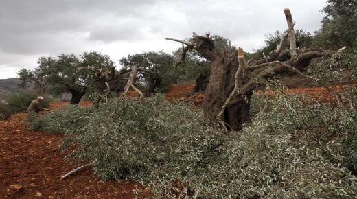 مستوطنون يقطعون 45 شجرة زيتون في بورين