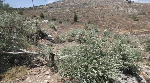 الاحتلال يقتلع عشرات أشتال زيتون غرب بيت لحم