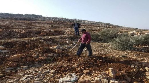 الاحتلال يقتلع 250 شجرة زيتون ويجرف أراضي زراعية غرب سلفيت