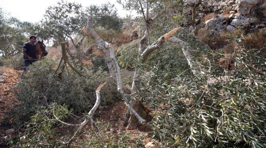 نابلس: مستوطنون يقطعون 600 شجرة مثمرة من أراضي دير شرف