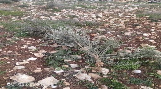 مستوطنون يقتلعون ويكسرون 40 شجرة زيتون في ياسوف و50 شتلة عنب في كفر الديك