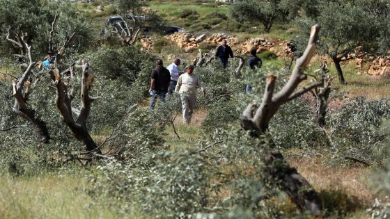 مستوطنون يقطعون 170 شجرة زيتون في اللبن الشرقية جنوب نابلس