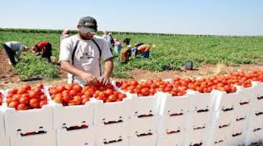 اسرائيل: ارتفاع كبير في تصدير المحاصيل الزراعية والاسماك من قطاع غزة