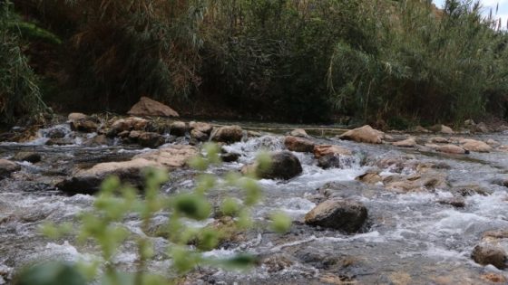 عين العوجا