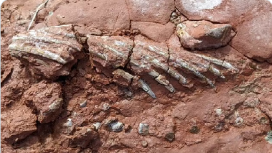 اكتشاف أحفورة حيوان مجهول عاش 50 مليون سنة قبل الديناصورات