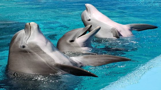 الدلافين القتالية قادرة على حماية خليج سيفاستوبل
