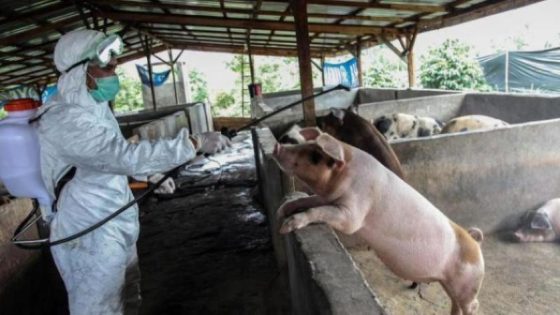 كوريا الجنوبية تسجل إصابة جديدة بحمى الخنازير