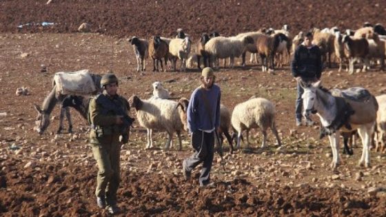 مستوطنون يعتدون على راعي أغنام غرب أريحا ويهددونه بالسلاح