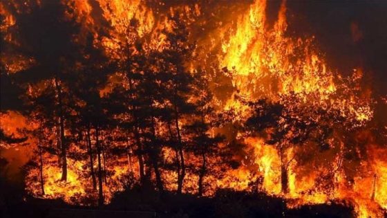 حرائق الغابات تلتهم عشرات المنازل في سيول