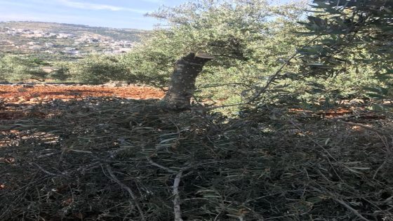 مستوطنون يقطعون 25 شجرة زيتون ولوزيات ويهدمون سلاسل حجرية غرب بيت لحم