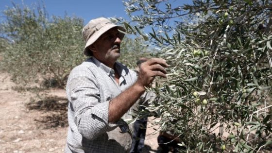 “الفزعة”.. حملة وطنية شاملة لإسناد المزارعين في قطف الزيتون