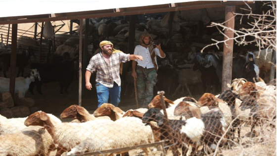 مستعمرون يسرقون ويقتلون عشرات رؤوس الأغنام في الأغوار الشمالية