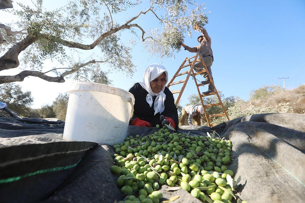 المفتي يدعو لإخراج زكاة الزيت والزيتون