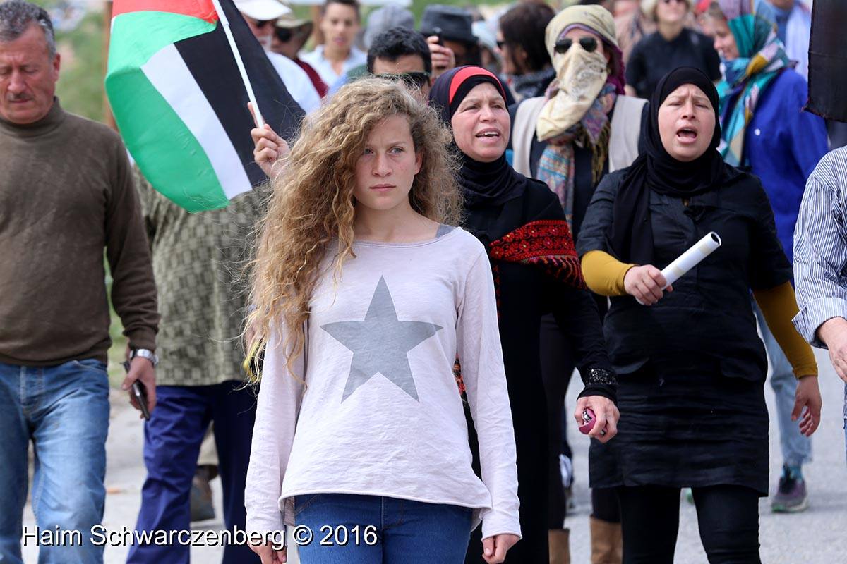 شاهد-الاحتلال يعتقل الفتاة عهد التميمي من النبي صالح