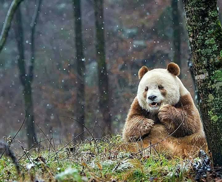 الباندا الوحيد في العالم بلون بني وابيض