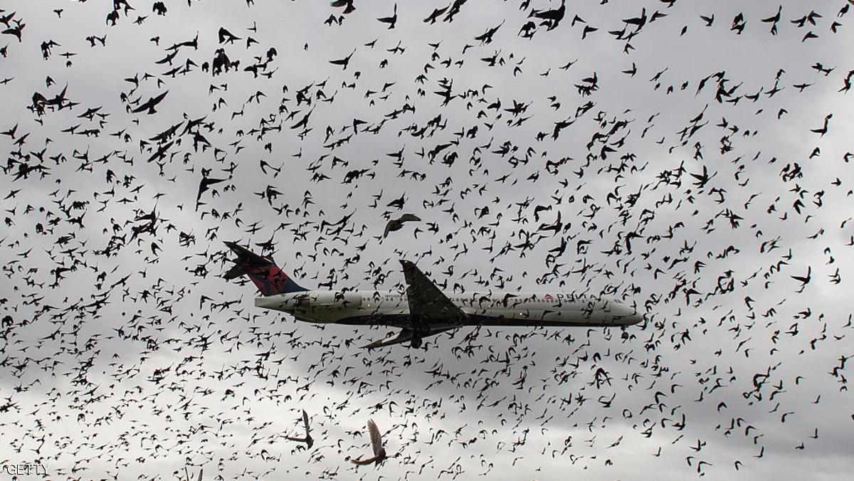 A flock of birds flies as a Delta airlines commuter plane lands at Reagan International Airport in Washington, DC on November 18, 2015. AFP PHOTO/ANDREW CABALLERO-REYNOLDS / AFP / Andrew Caballero-Reynolds (Photo credit should read ANDREW CABALLERO-REYNOLDS/AFP/Getty Images)