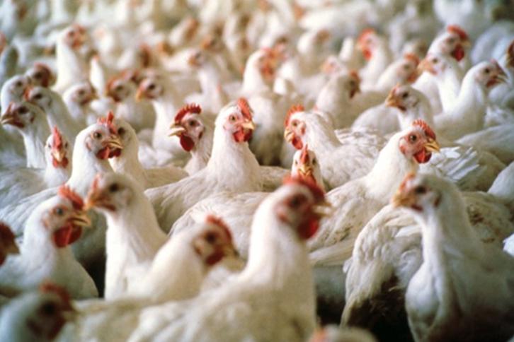 الخليل: الضابطة الجمركية تضبط كميات كبيرة من الدجاج المهرب من اسرائيل