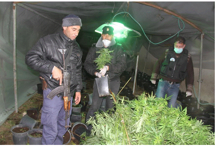 شرطة الخليل تضبط 3500 شتلة “مرجوانا” مخدرة في بلدة سعير