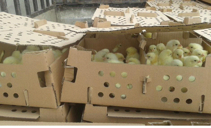 ضبط 6500 صوص دجاج مهربة من إسرائيل