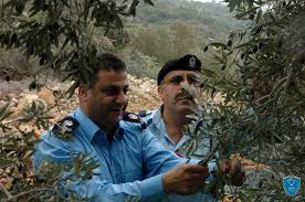 الشرطة تشارك المواطنين قطف ثمار الزيتون في قلقيلية