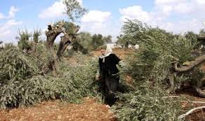 بيت لحم: جرافات الاحتلال تجرّف أرضا وتقتلع أشجار زيتون في وادي فوكين
