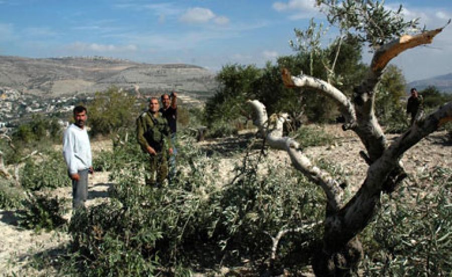 قوات الاحتلال تقتلع أشجار زيتون جنوب بيت لحم