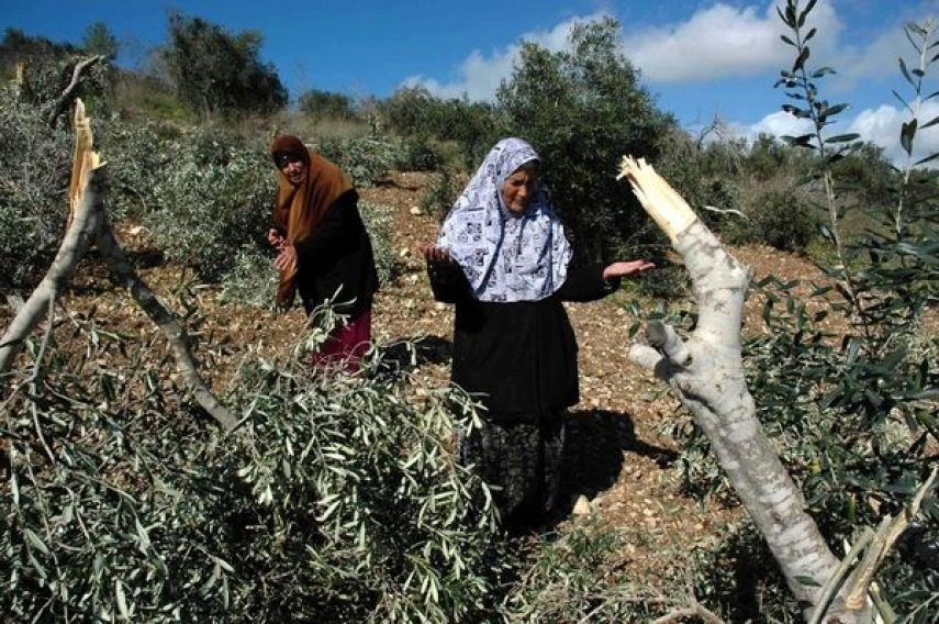 مستوطنون يقطعون أشتال زيتون ويرشون المزروعات بالمبيدات السامة شرق يطا