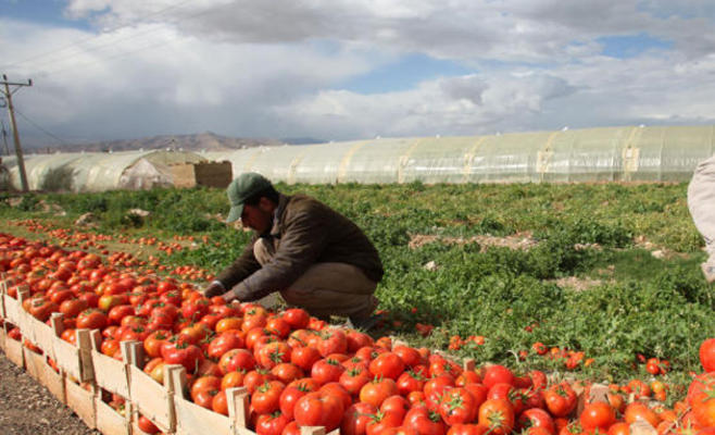 العمل الزراعي يدعو لمساندة مزارعي “الساكوت” في الأغوار الشمالية