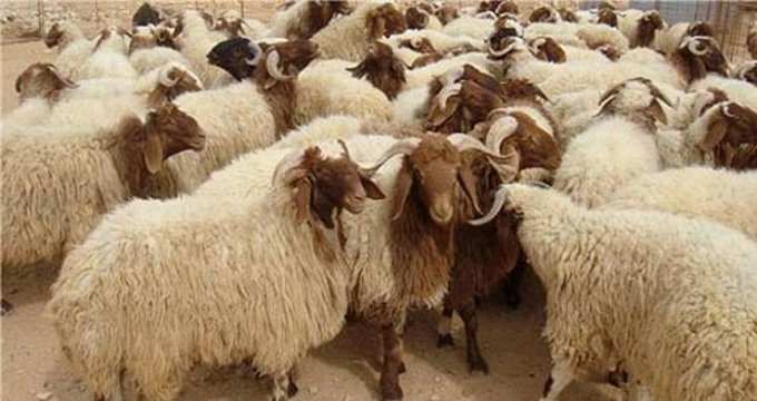 0% نسبة بيع الأضاحي في رام الله والبيرة