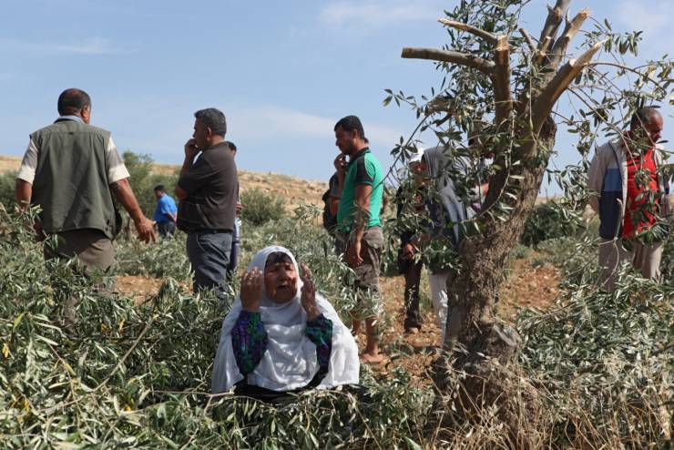مستوطنون يقطعون 20 شجرة زيتون في المغير شرق رام الله