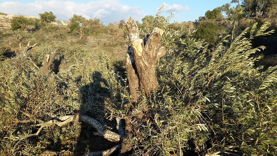 الاحتلال يقتلع أكثر من 200 شجرة زيتون في بيت دجن شرق نابلس