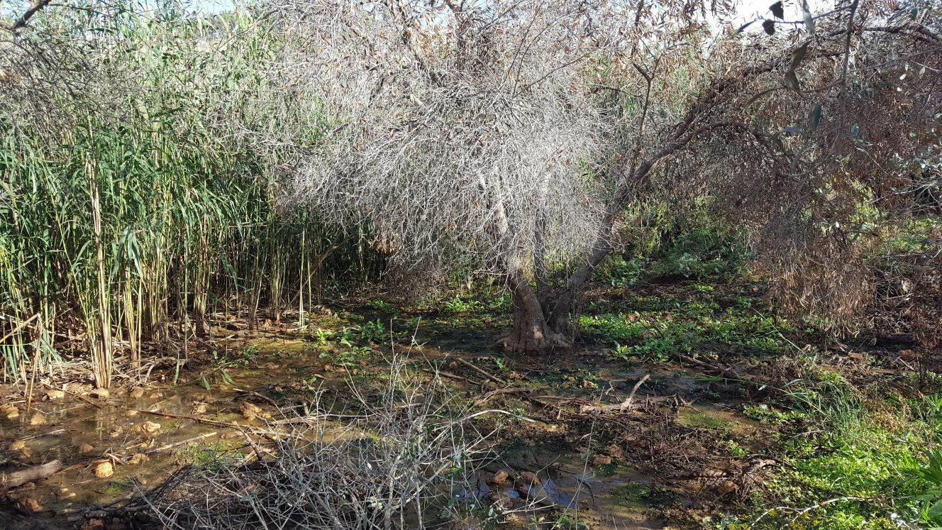 نابلس:إعدام عشرات أشجار الزيتون بمياه المستوطنات العادمة
