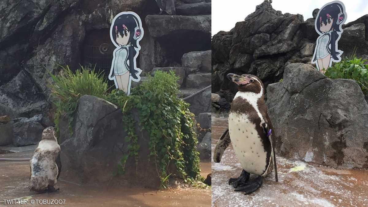 اليابان تودع “البطريق العاشق” بعد قصة حب مستحيلة