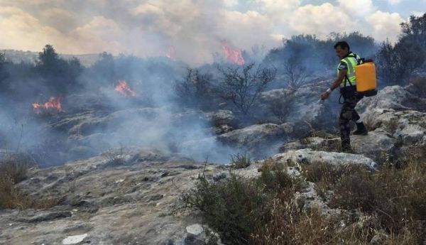 مستوطن يضرم النار في مئات أشجار الزيتون بقرية صفا غرب رام الله