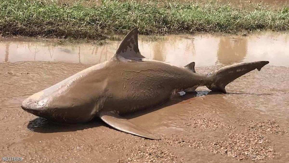 An undated supplied image released March 30, 2017, shows a bull shark that was found in a puddle near the town of Ayr, located south of Townsville, following flooding in the area from heavy rains associated with Cyclone Debbie in Australia. Queensland Fire and Emergency Services/Handout via REUTERS ATTENTION EDITORS - THIS IMAGE WAS PROVIDED BY A THIRD PARTY. EDITORIAL USE ONLY. NO RESALES. NO ARCHIVE.