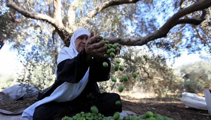 العشرات يشاركون في يوم تطوعي لقطف الزيتون غرب سلفيت